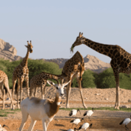 ROSMIMAN®: Cutting-edge technology for the Zoo &#038; Aquarium Public Institution in Al Ain (UAE)