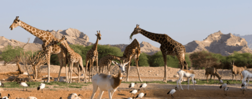 Assets &#038; Facilities Maintenance Management for the Zoo &#038; Aquarium Public Institution in Al Ain, UAE.