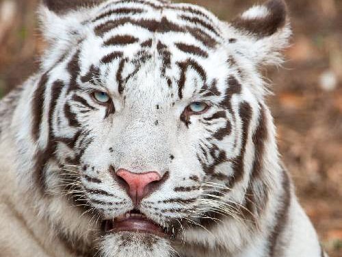 ROSMIMAN®: TECNOLOGÍA DE VANGUARDIA para el Zoo &#038; Aquarium Entidad Pública de Al Ain (EAU)