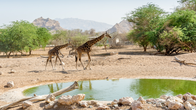 Gestión y Mantenimiento de Activos e Instalaciones para el Zoo &#038; Aquarium: Entidad Pública de Al Ain, EAU